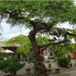 Este fin de semana: ANAPOIMA, SEDE DEL CAMPEONATO PANAMERICANO DE MARCHA